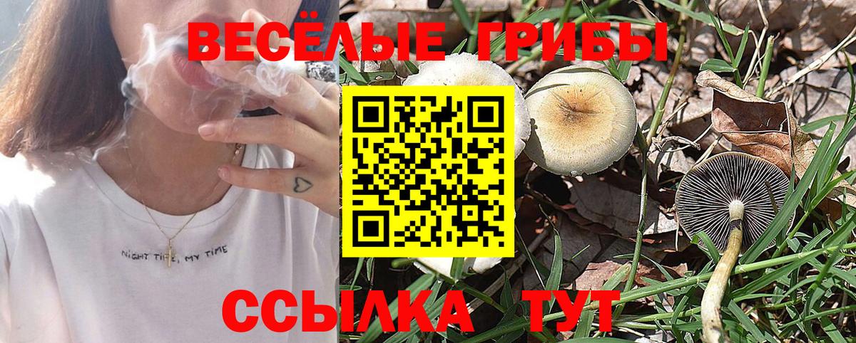 Псилоцибиновые грибы прущие грибы  Вход с VPN  Каменка  Псилоцибиновые грибы GOLDEN TEACHER 