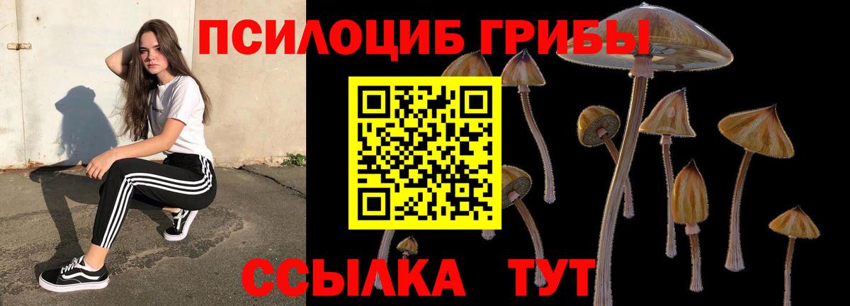Псилоцибиновые грибы Cubensis Каменка